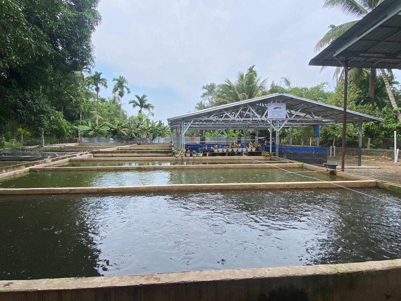 Bantuan Bioflok KKP Produktif, Dinas Perikanan Pesisir Selatan Perkuat Pembinaan Pembudidaya