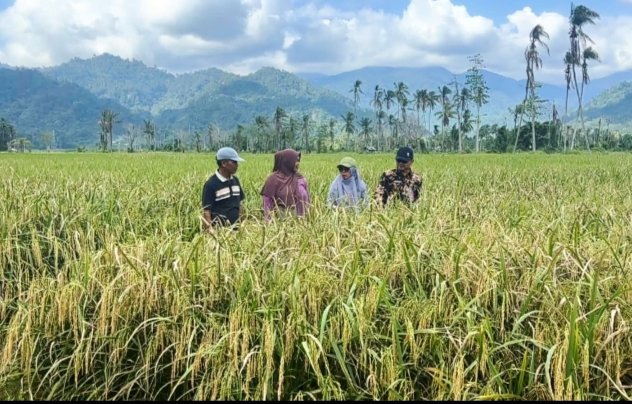 Upaya Pemulihan Lahan Pertanian Terdampak Bencana Terus Menunjukkan Hasilnya
